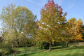 Quelques arbres du domaine